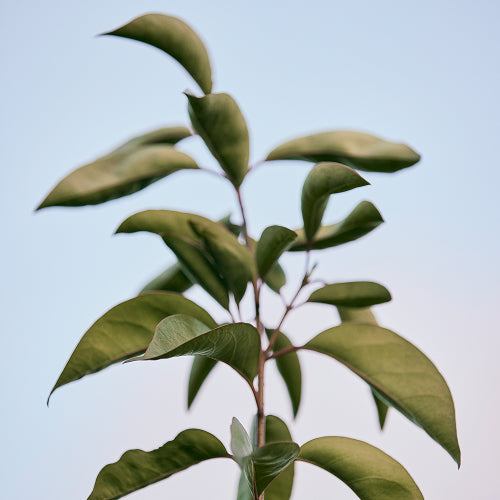 Carbon Offset
